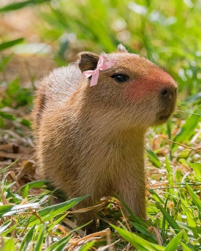 hình ảnh capybara 1
