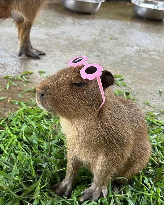 hình ảnh capybara 11