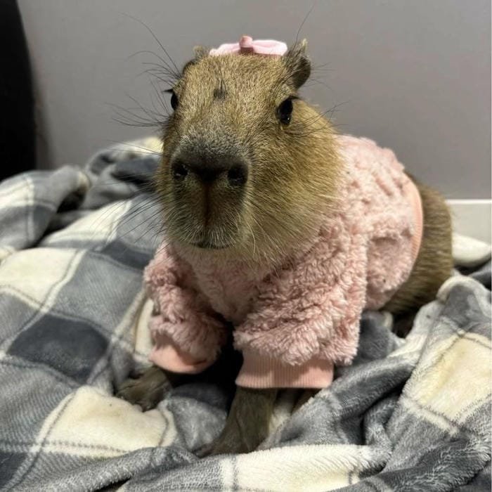 hình ảnh capybara 12