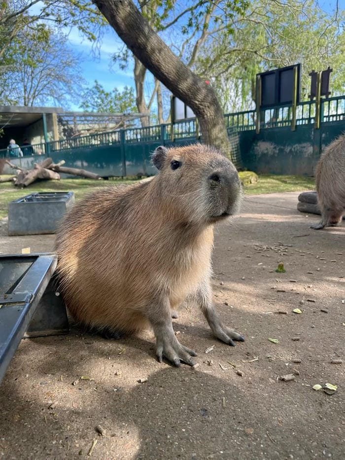 hình ảnh capybara 14