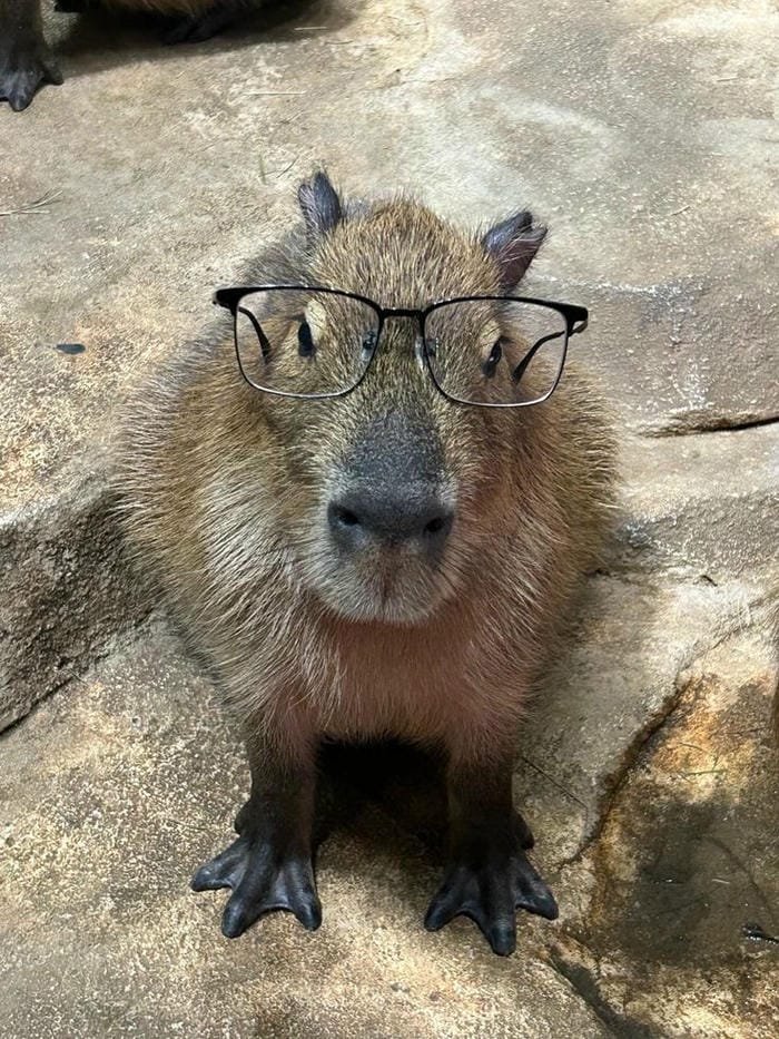 hình ảnh capybara 15