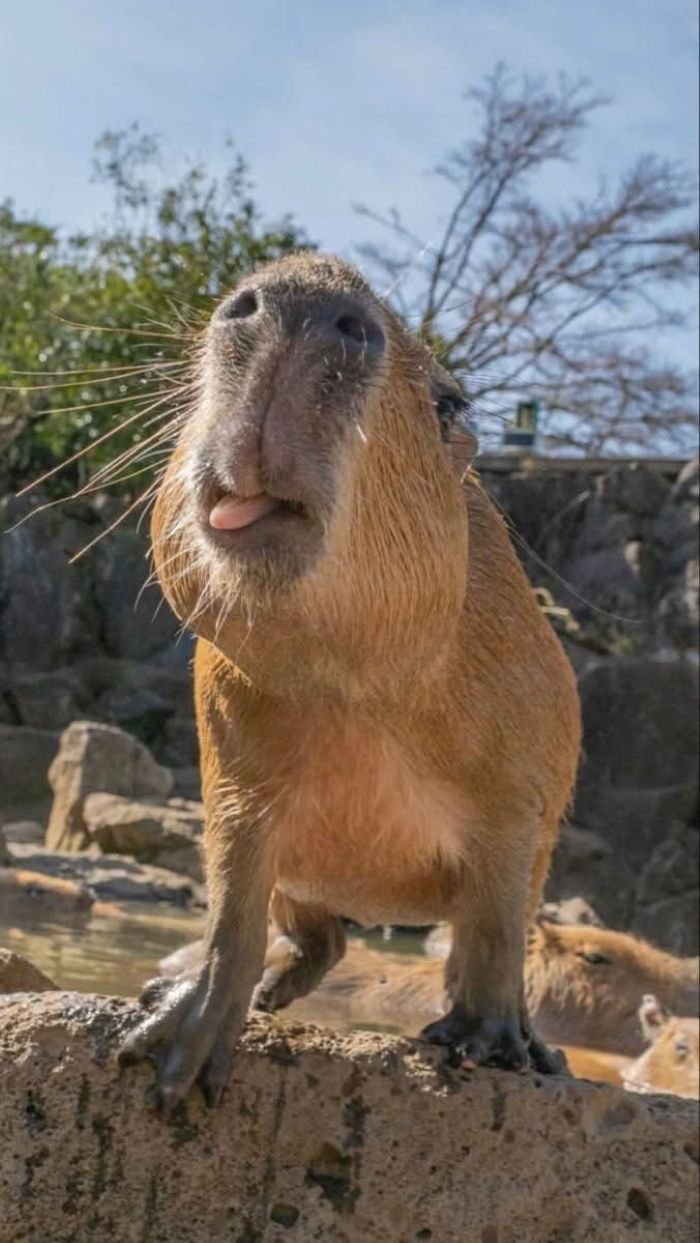 hình ảnh capybara 18