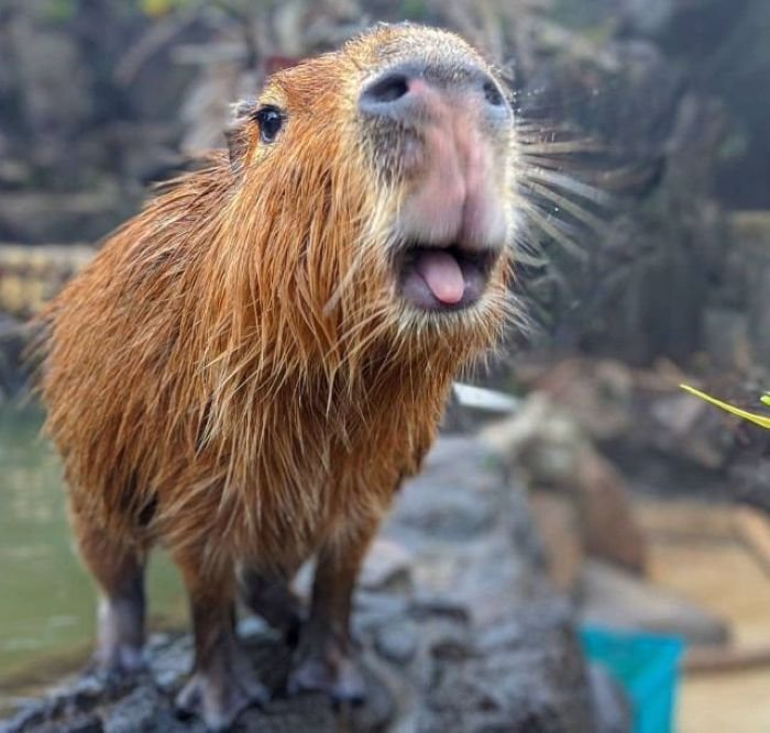 hình ảnh capybara 2