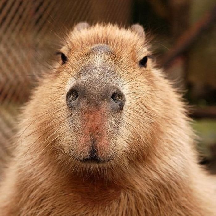 hình ảnh capybara 3