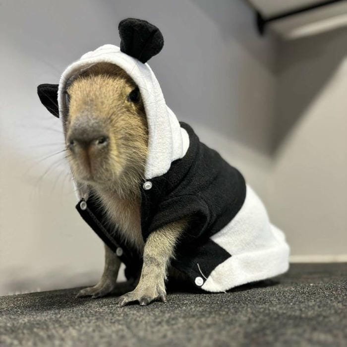 hình ảnh capybara 4