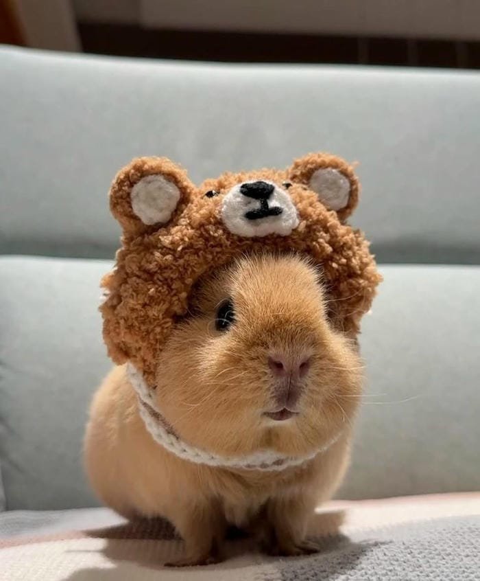hình ảnh capybara 5