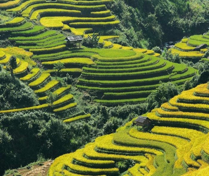 hình ảnh ruộng bậc thang Tây Bắc 1