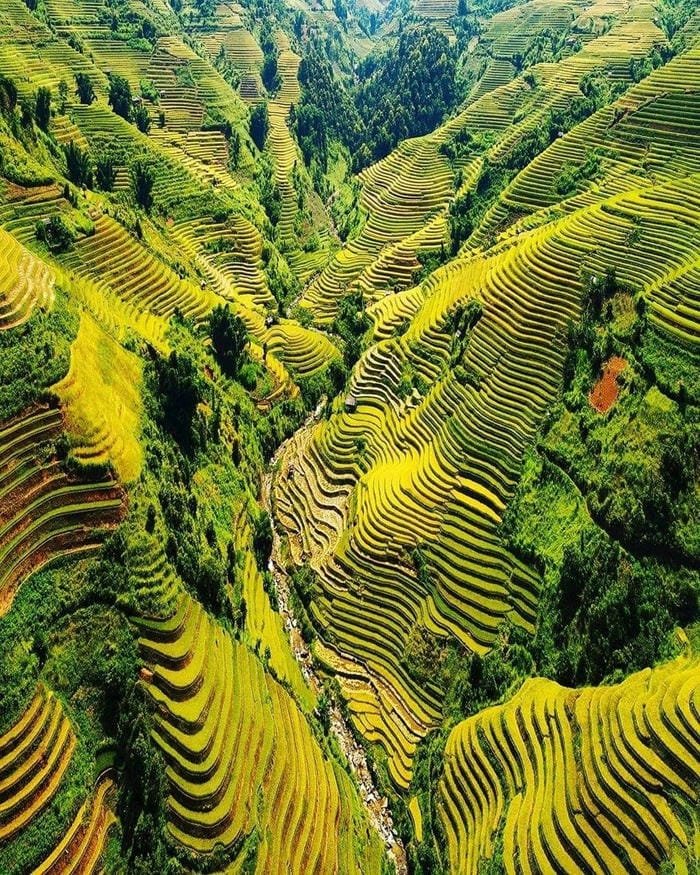 hình ảnh ruộng bậc thang Tây Bắc 10