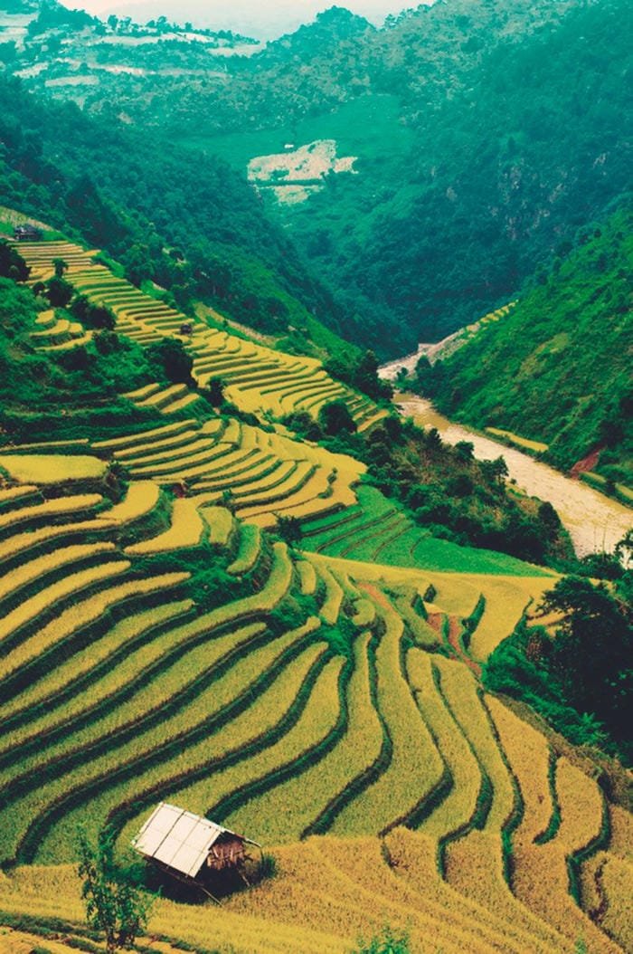 hình ảnh ruộng bậc thang Tây Bắc 12