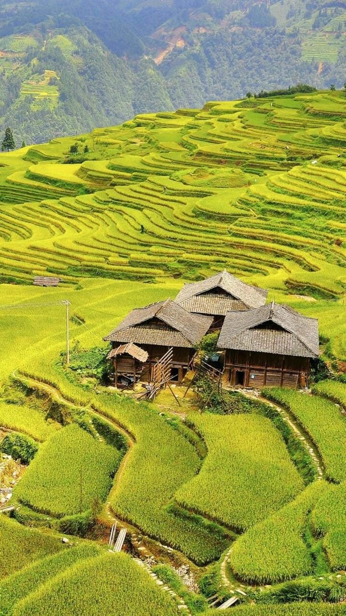 hình ảnh ruộng bậc thang Tây Bắc 13
