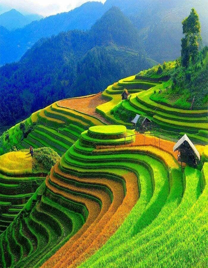 hình ảnh ruộng bậc thang Tây Bắc 14