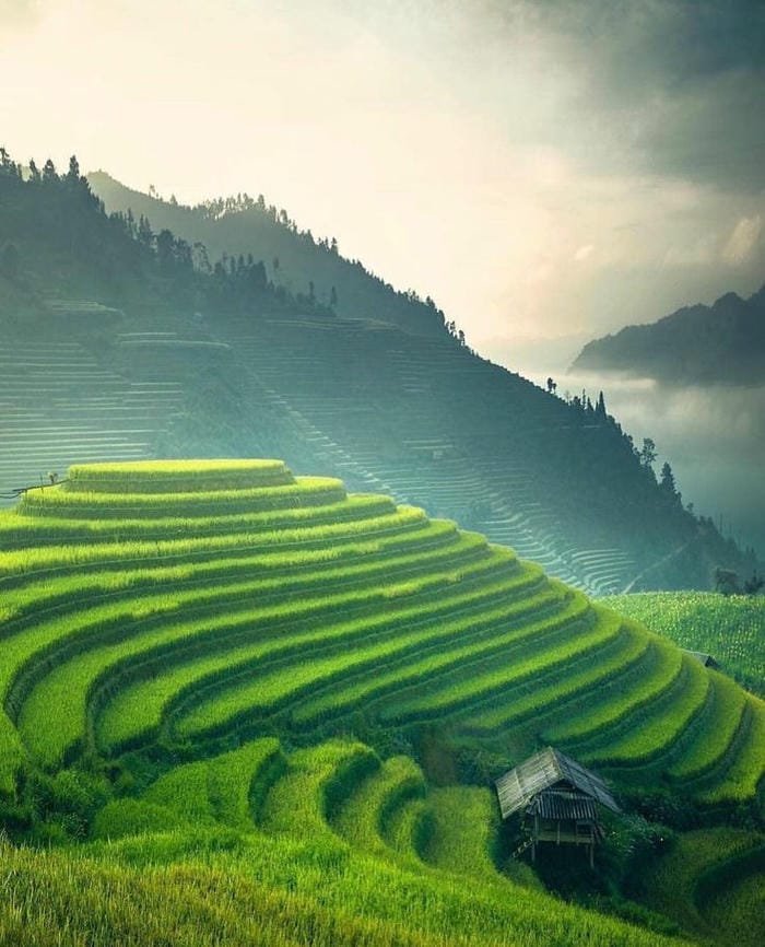 hình ảnh ruộng bậc thang Tây Bắc 22