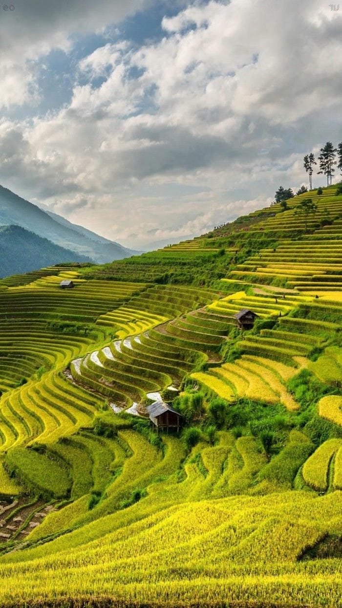 hình ảnh ruộng bậc thang Tây Bắc 23