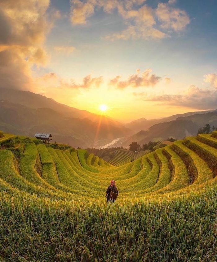 hình ảnh ruộng bậc thang Tây Bắc 25