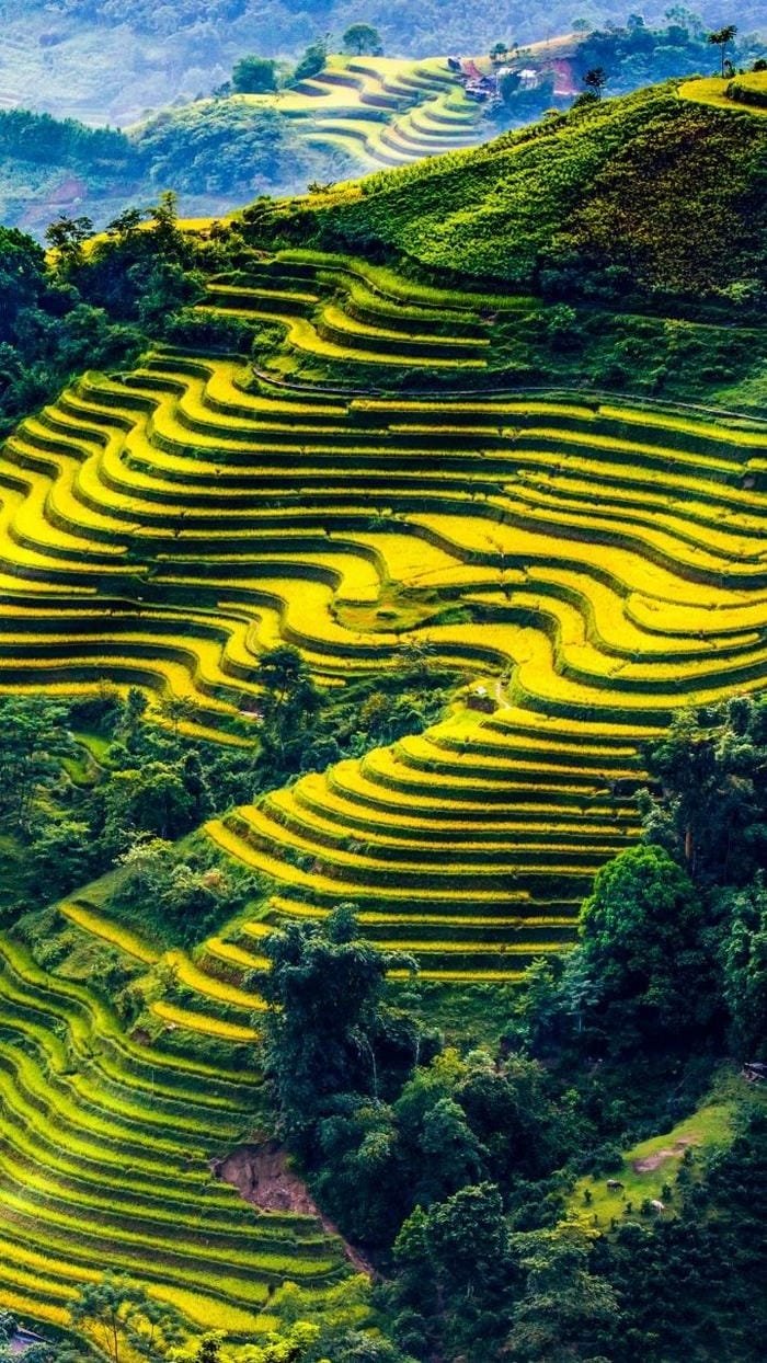 hình ảnh ruộng bậc thang Tây Bắc 5