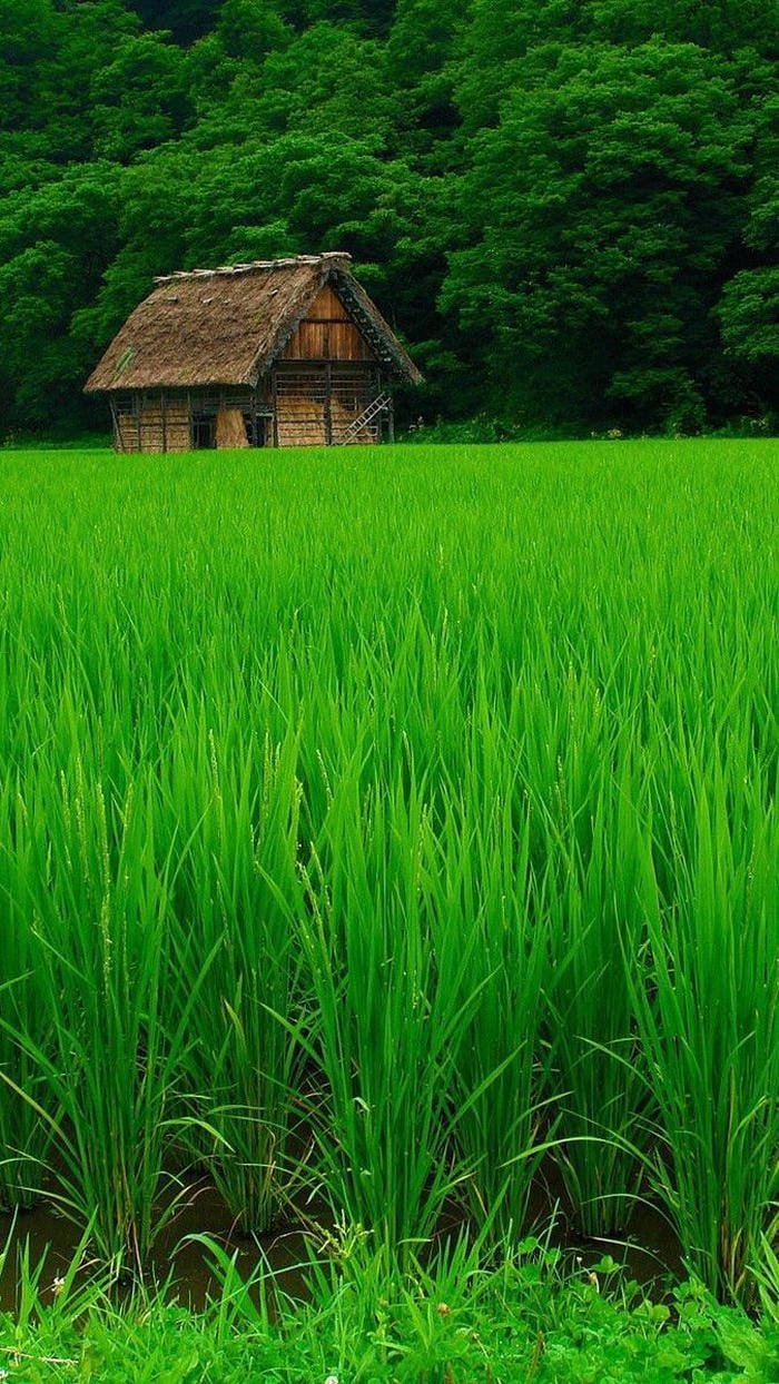 hình ảnh thiên nhiên 26