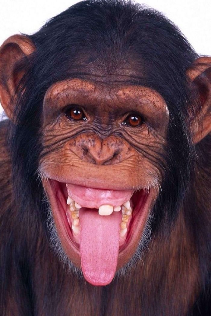 hình ảnh troll 23